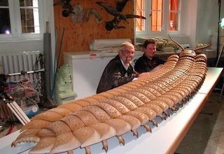 11. Jaekelopterus