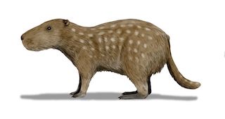 12. Josephoartigasia