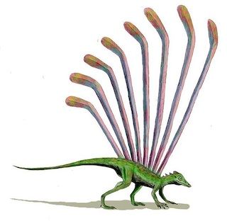 14. Longisquama