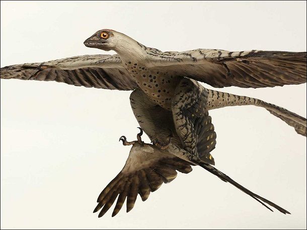 16. Microraptor