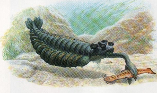 18. Opabinia