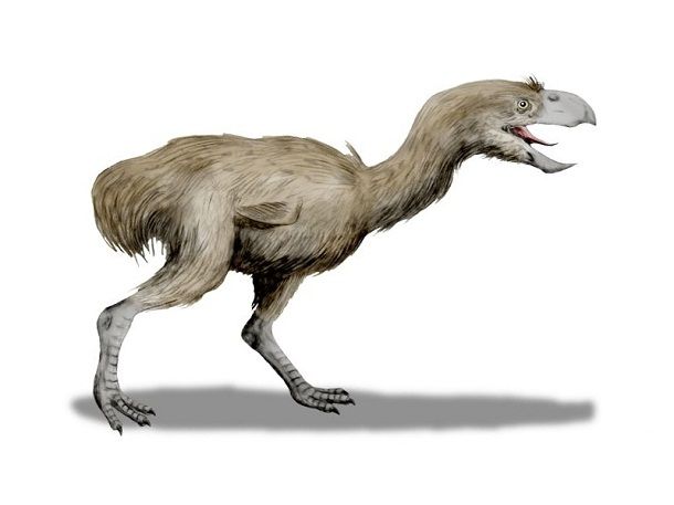 19. Phorusrhacidae