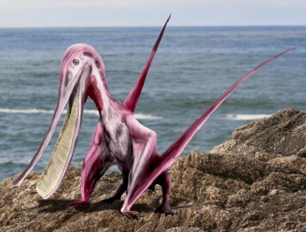 20. Pterodaustro