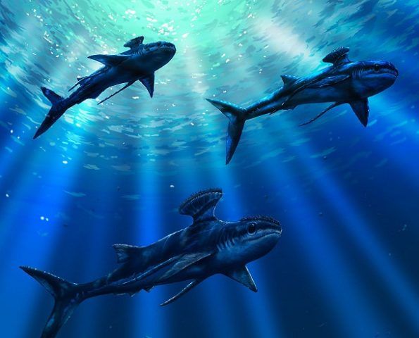 23. Stethacanthus