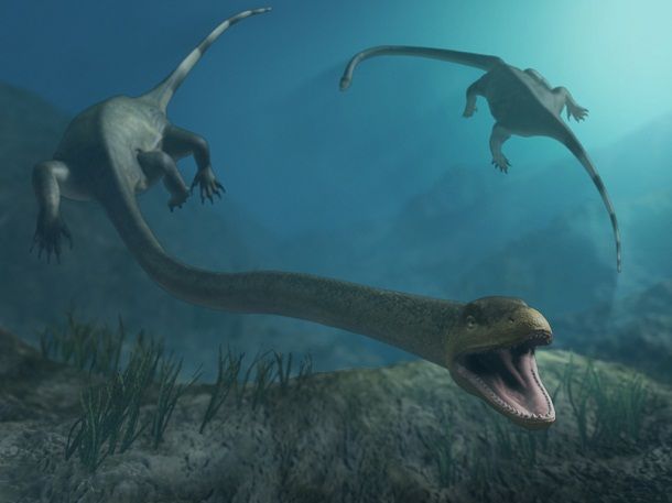 24. Tanystropheus