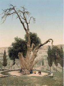 2. Tree of Mamre