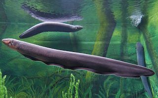 9. Electric Eelo or Electrophorus Electricus the Knife Fish