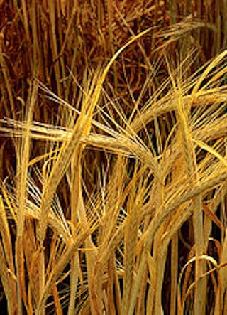 9 Barley was the grain most commonly used to make into flour for bread in Iron Age Israel.