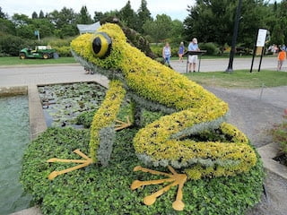 5 Crouching Frog and Lily Pond.